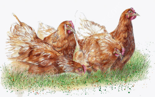 Hens - Wildlife Print by Clare Thompson