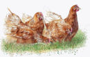 Hens - Wildlife Print by Clare Thompson