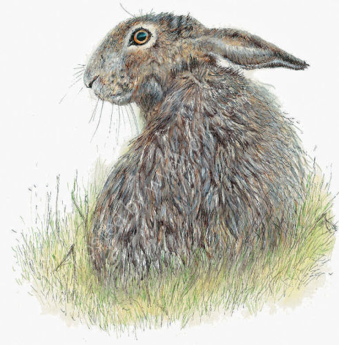Single Hare Looking Left - Wildlife Print by Clare Thompson