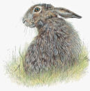 Single Hare Looking Left - Wildlife Print by Clare Thompson