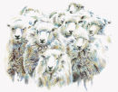 Flock of Sheep - Wildlife Print by Clare Thompson
