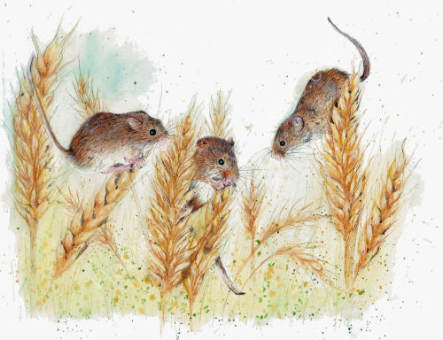 Field Mice - Wildlife Print by Clare Thompson