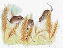 Field Mice - Wildlife Print by Clare Thompson