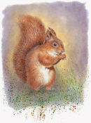 Squirrel - Wildlife Print by Clare Thompson