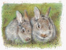 Rabbits - Wildlife Print by Clare Thompson