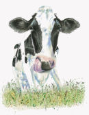 Cow - Wildlife Print by Clare Thompson