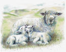 Sheep and Lambs - Wildlife Print by Clare Thompson