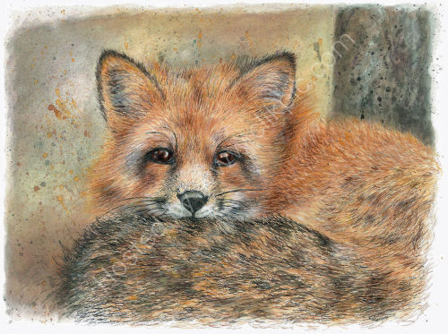 Fox - Wildlife Print by Clare Thompson