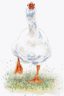 Goose - Wildlife Print by Clare Thompson