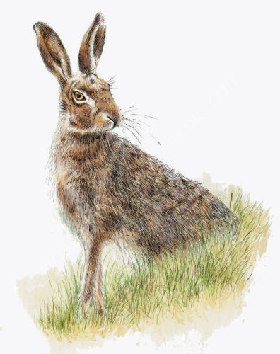 Single Hare Looking Right - Wildlife Print by Clare Thompson