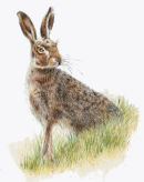 Single Hare Looking Right - Wildlife Print by Clare Thompson