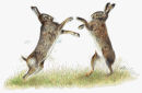 Boxing Hares - Wildlife Print by Clare Thompson