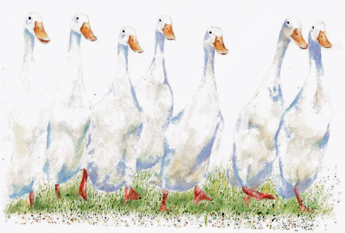 Ducks - Wildlife Print by Clare Thompson