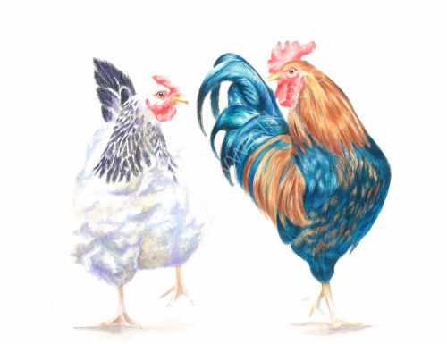 "The Peckhams" - Wildlife Print by Clare Thompson