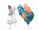 "The Peckhams" - Wildlife Print by Clare Thompson