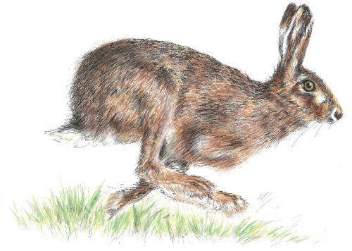 Hare - Wildlife Print by Clare Thompson