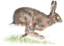 Hare - Wildlife Print by Clare Thompson