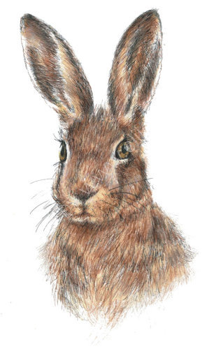 Hare - Wildlife Print by Clare Thompson