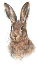 Hare - Wildlife Print by Clare Thompson