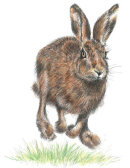 Hare - Wildlife Print by Clare Thompson