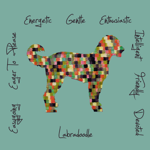 Labradoodle Dog Breed Traits Print