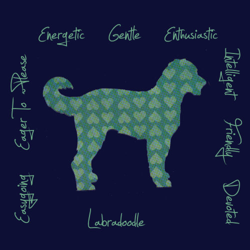Labradoodle Dog Breed Traits Print