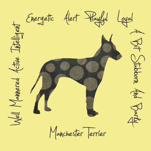 Manchester Terrier Dog Breed Traits Print