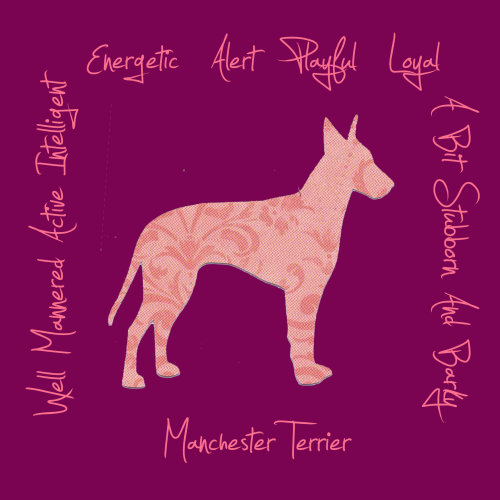 Manchester Terrier Dog Breed Traits Print