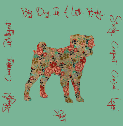 Pug Dog Breed Traits Print