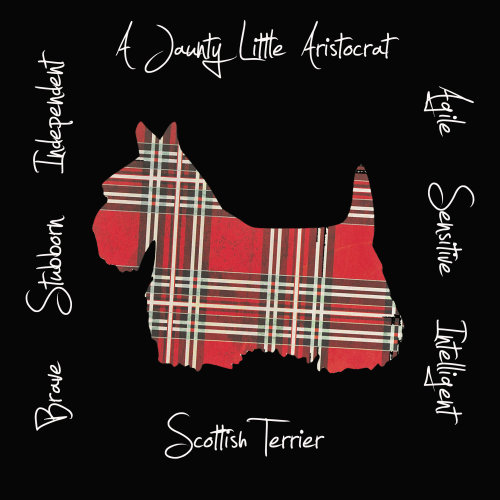 Scottish Terrier Dog Breed Traits Print