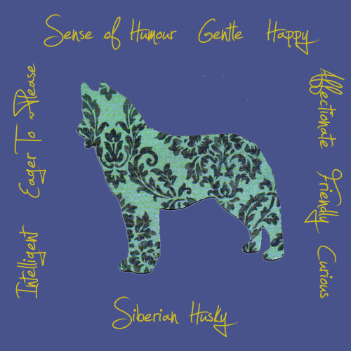 Siberian Husky Dog Breed Traits Print