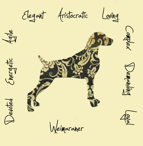 Weimaraner Dog Breed Traits Print