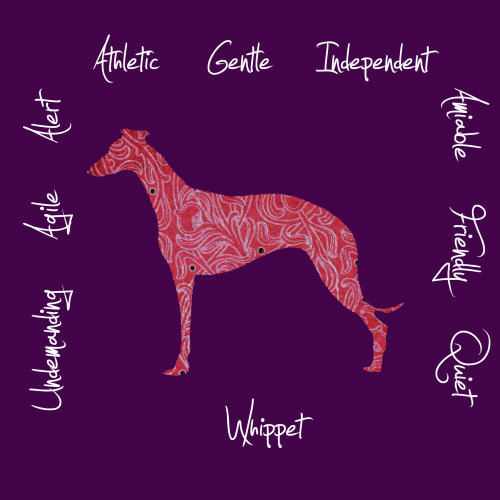 Whippet Dog Breed Traits Print
