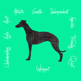 Whippet Dog Breed Traits Print