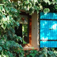 095-Fruite Basket Through The Window