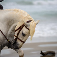 4367-Tamed Camargue White -Horse