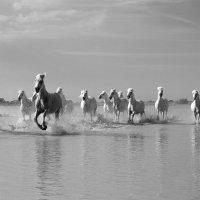 4459-Camargue White Horses Leader Of The -Pack