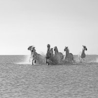 4734-Camargue White Horses Coming At You