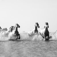 47631-1 Hang On To Your Hat