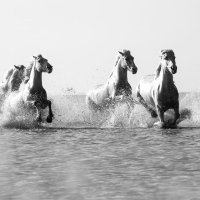 47632-2 Camargue White Horses The Four Of Us