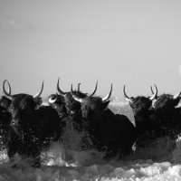 4866-Did Not Expect Camargue Bulls