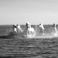 4922-Camargue-White Horses Follow Me