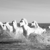 4927-Camargue-White Horses Here's Looking At You