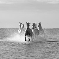 4968-Camargue-White Horses Getting Closer