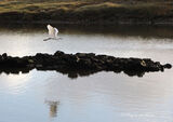 Little Egret - Cemlyn