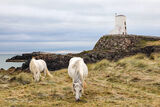 Llanddwyn Ponies
