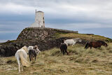 Llanddwyn Ponies