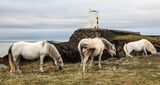 Llanddwyn Ponies II