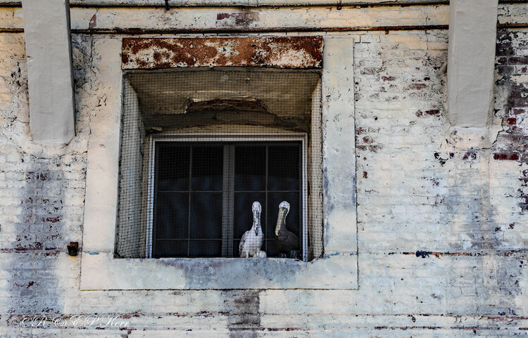 Jail Birds - Alcatraz