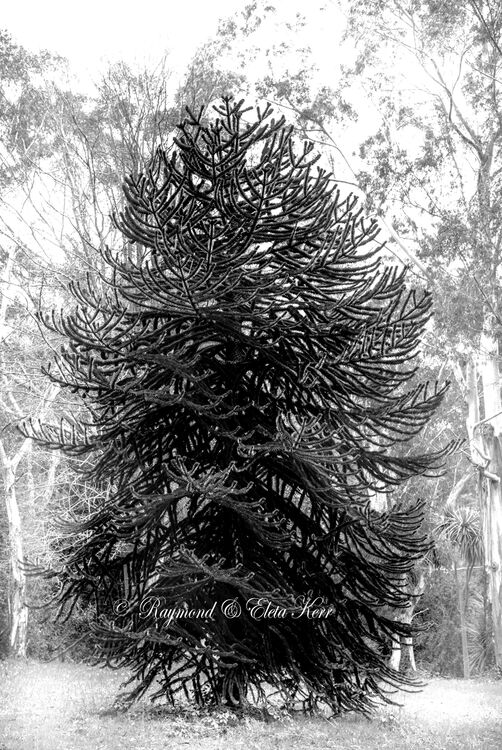 Monkey Puzzle Tree